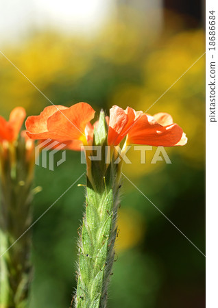 Crossundra 18686684