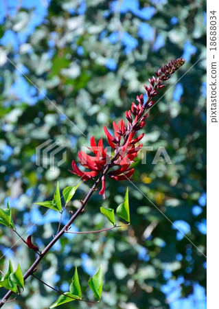 Red flowers of coral purple beans Red flowers of coral purple beans 18688034