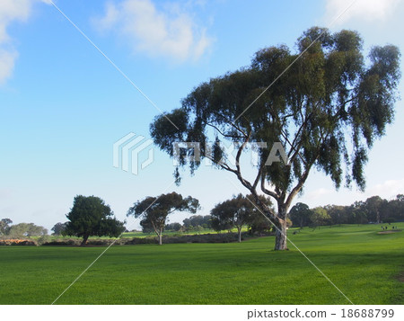 Tori Pines Tori Pines 18688799