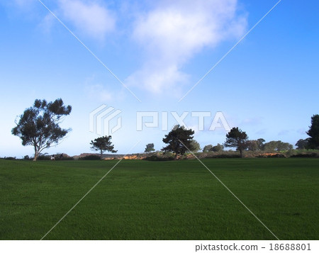 Tori Pines Tori Pines 18688801