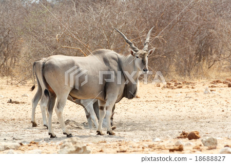eland near waterhole eland near waterhole 18688827
