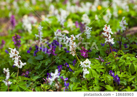 Meadow with Corydalis flowers of different colors Meadow with Corydalis flowers of different colors 18688903