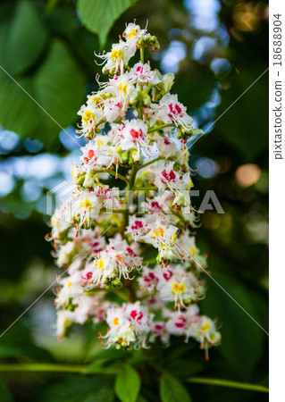 Bunch of flowers of the horse-chestnut tree Bunch of flowers of the horse-chestnut tree 18688904
