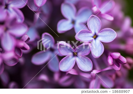 Closeup of Lilac flowers Closeup of Lilac flowers 18688907