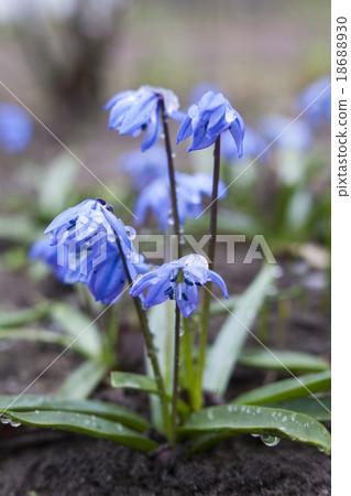 Blue Scilla flowers blooming in early spring 18688930
