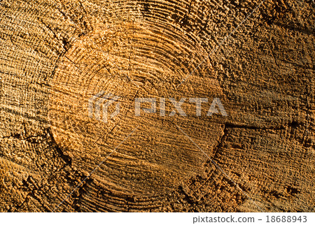 Cross section of the tree trunk Cross section of the tree trunk 18688943