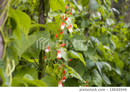 Growing the beans (Phaseolus vulgaris) Growing the beans (Phaseolus vulgaris) 18688946