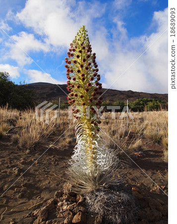 Silver cereus 18689093