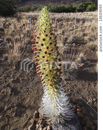 Silver cereus Silver cereus 18689095