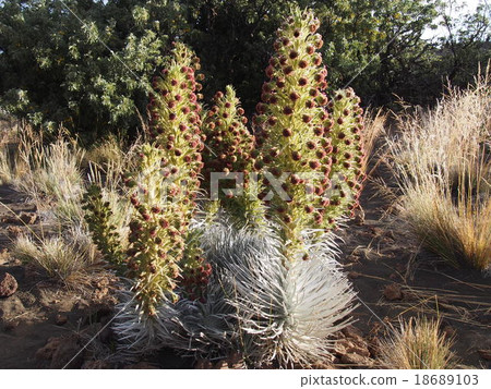 Silver cereus 18689103