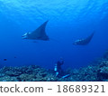 Ishigakijima的Manta 18689321