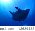 Ishigakijima的Manta 18689322