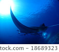 Ishigakijima的Manta 18689323