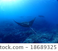 Ishigakijima的Manta 18689325