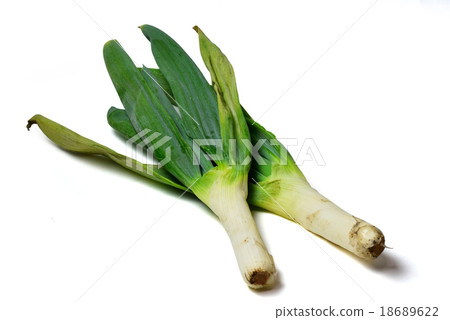 Shimoda Negi Shimoda Negi 18689622