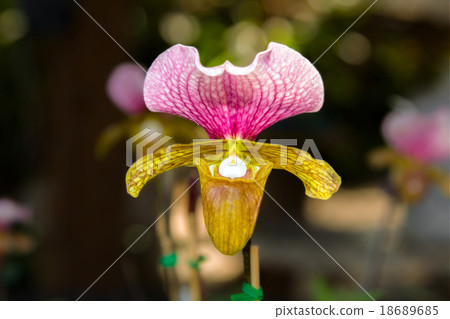 paphiopedilum Orchid. paphiopedilum Orchid. 18689685