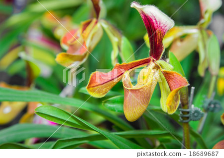 Paphiopedilum Orchid 18689687
