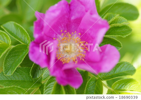 Hamanus花 Hamanus花 18690339