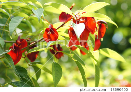 美國Deigo 18690400