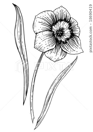 Hand drawn vector flower 18690419