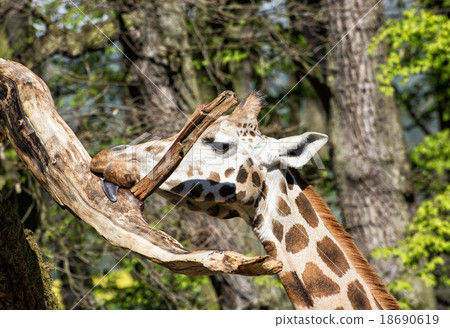 Rothschild's giraffe licking the tree branch, animal portrait Rothschild's giraffe licking the tree branch, animal portrait 18690619