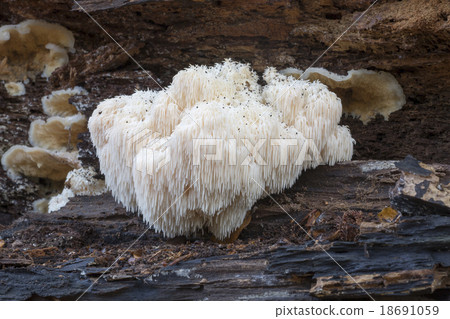 Rare Lion's Mane Mushroom (Hericium erinaceus) Rare Lion's Mane Mushroom (Hericium erinaceus) 18691059