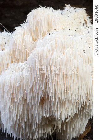 Rare Lion's Mane Mushroom (Hericium erinaceus) Rare Lion's Mane Mushroom (Hericium erinaceus) 18691060