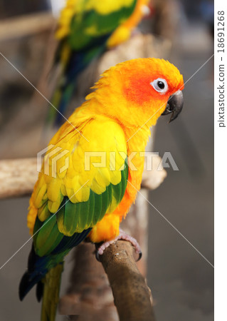 Yellow parrot 18691268