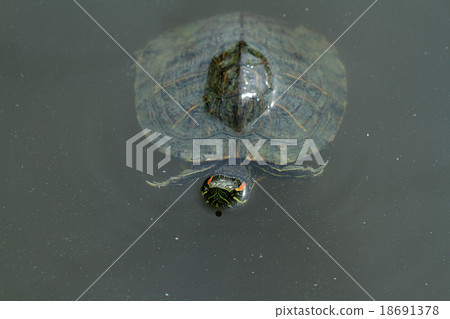 紅龜（綠龜） 18691378