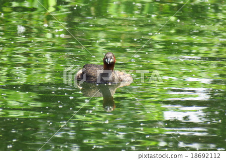 孩子飼養期間的Kaizuburi 孩子飼養期間的Kaizuburi 18692112