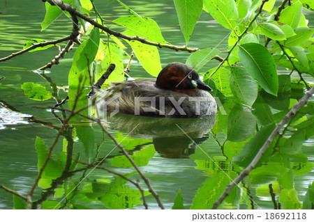Karents在巢附近繁殖 18692118