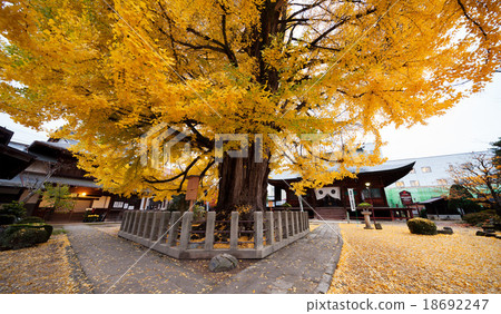 Large ginkgo of Hida Kokubunji 18692247