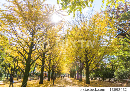 [東京]丘陵公園的銀杏樹 18692482