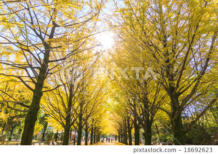 [東京]丘陵公園的銀杏樹 18692623