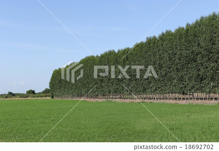 Eucalyptus tree Eucalyptus tree 18692702