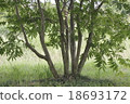 蝦虎魚 18693172