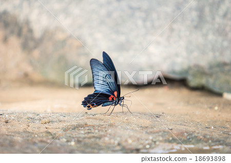 butterfly at tad ton waterfall 18693898