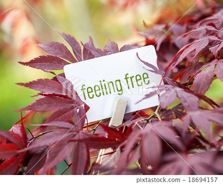 The Word „feeling free" in a fan-maple tree 18694157