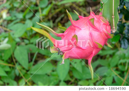 Dragon Fruit 18694590