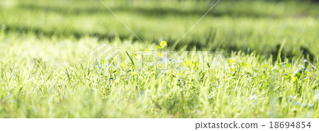 Summer forest with green lawn grass close up 18694854