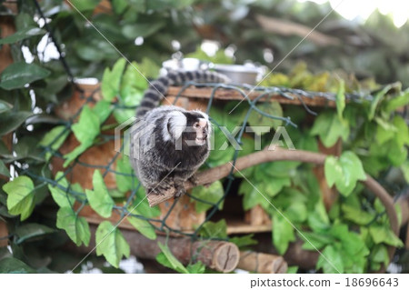 普通mar猴 18696643