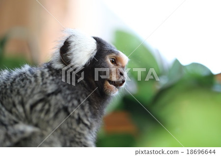 普通mar猴 普通mar猴 18696644