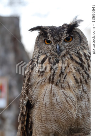 孟加拉Eagleworm 18696645