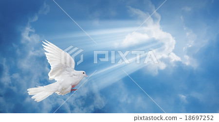 Dove in the air with wings wide open 18697252