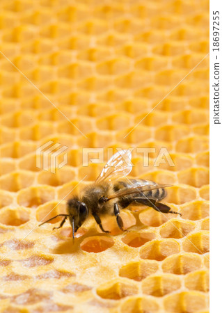 Macro of working bee on honeycells. Macro of working bee on honeycells. 18697255