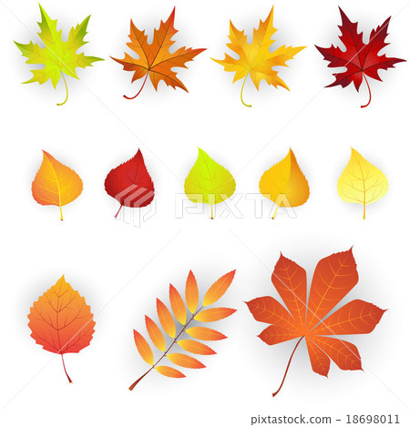 Set of colorful autumn leaves. - Stock Illustration [18698011] - PIXTA