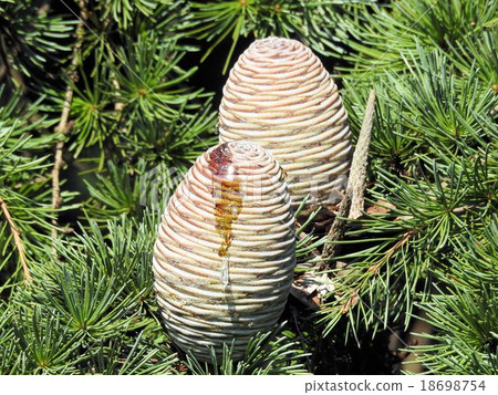 Himalayan cedar fruit (seed) / Showa memorial park 18698754