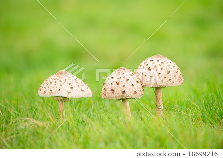 mushroom 18699216