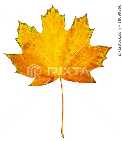 one big maple autumn leaf, object isolated white one big maple autumn leaf, object isolated white 18699960