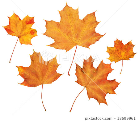 maple autumn leaves collection, object set maple autumn leaves collection, object set 18699961